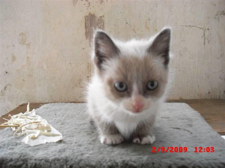 Blanding af racer Starshine R.I.P billede 2