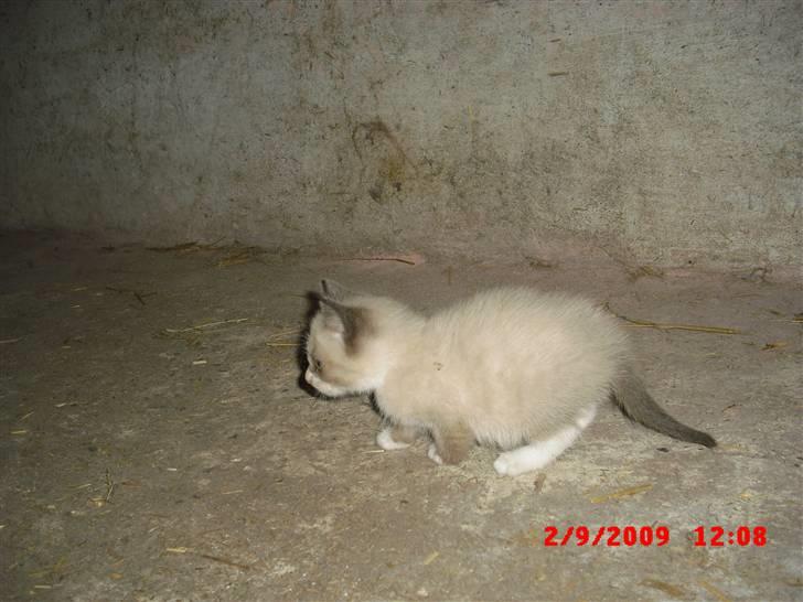 Blanding af racer Starshine R.I.P billede 3