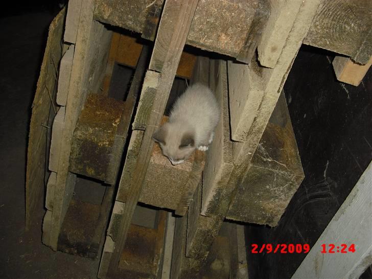 Blanding af racer Starshine R.I.P billede 4