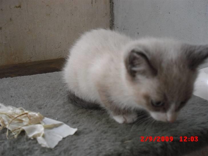 Blanding af racer Starshine R.I.P billede 5