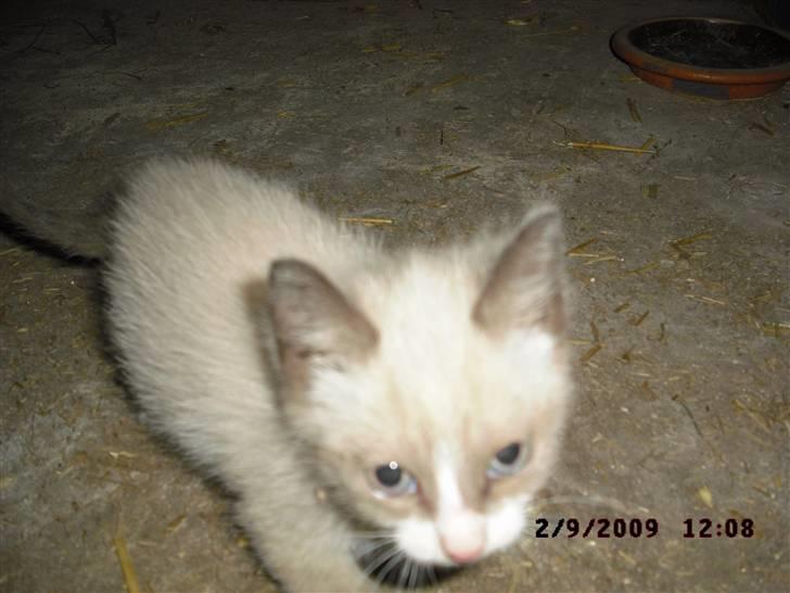 Blanding af racer Starshine R.I.P billede 6