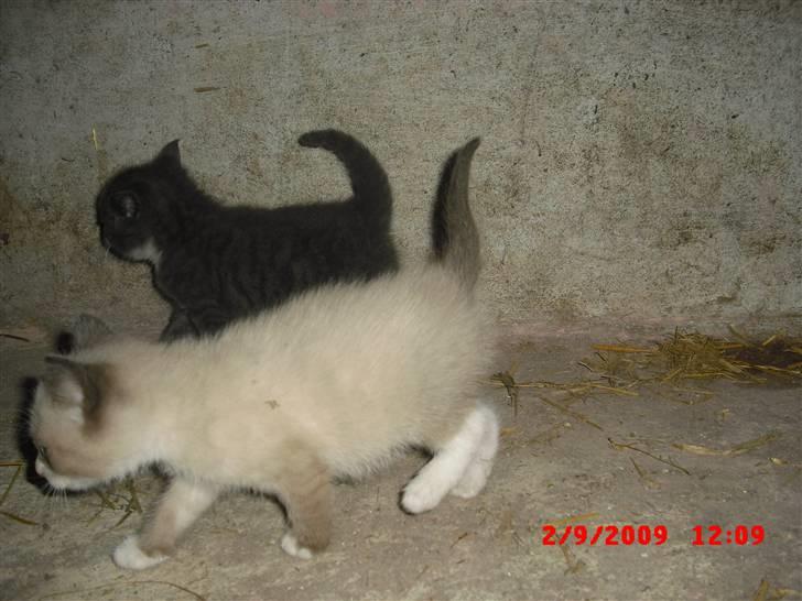 Blanding af racer Starshine R.I.P billede 7