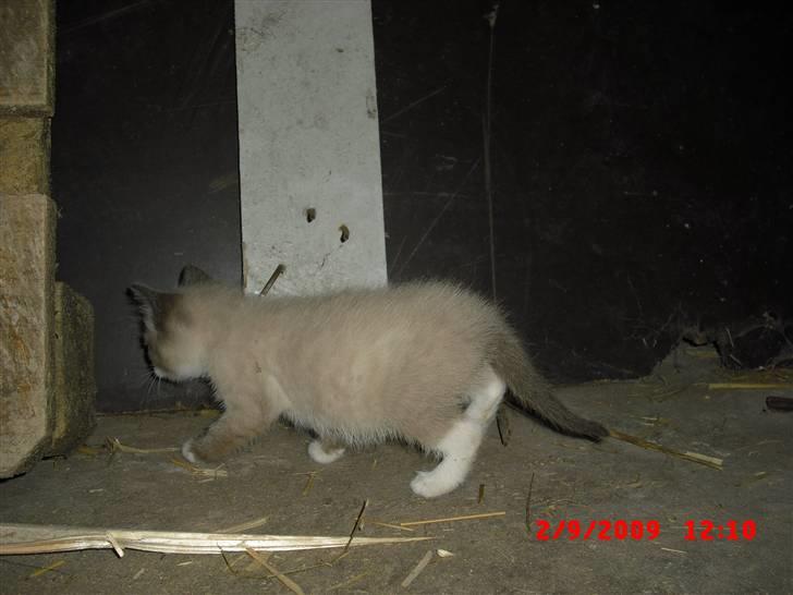 Blanding af racer Starshine R.I.P billede 8