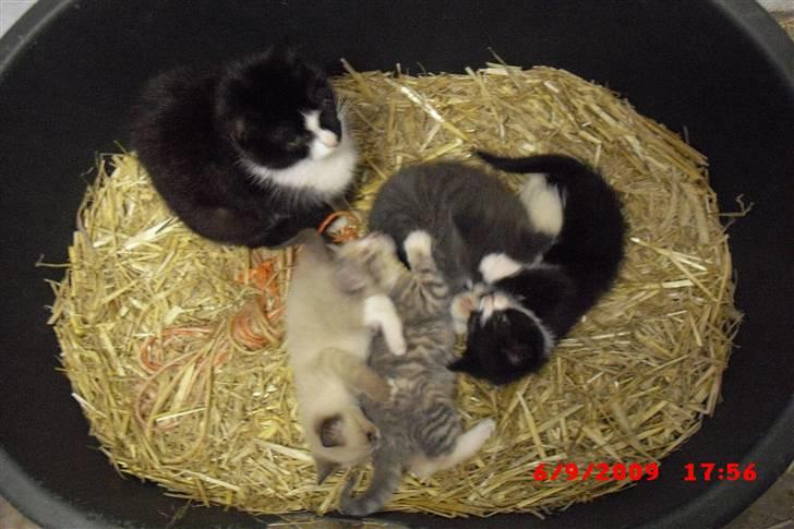 Blanding af racer Starshine R.I.P billede 9