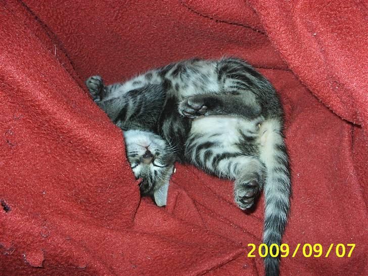 Huskat Baloo - Baloo i dyyyb søvn billede 8