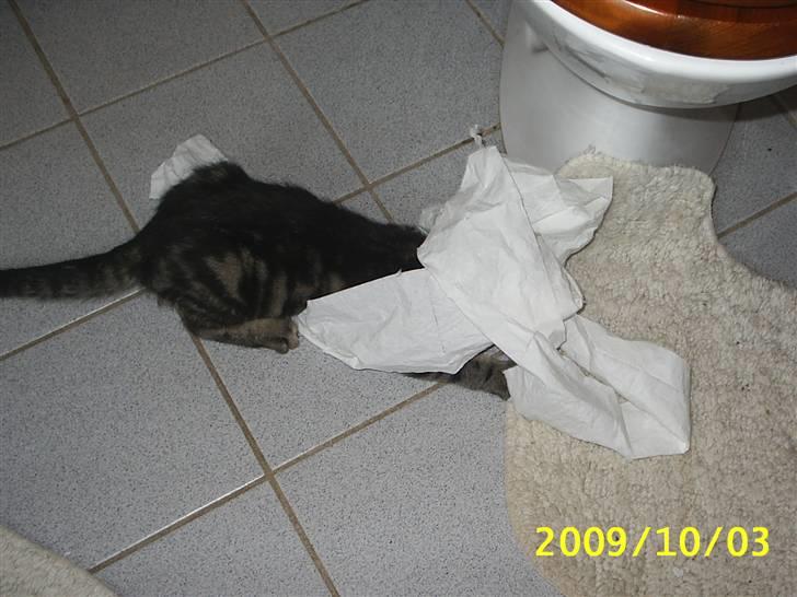 Huskat Fiona billede 7