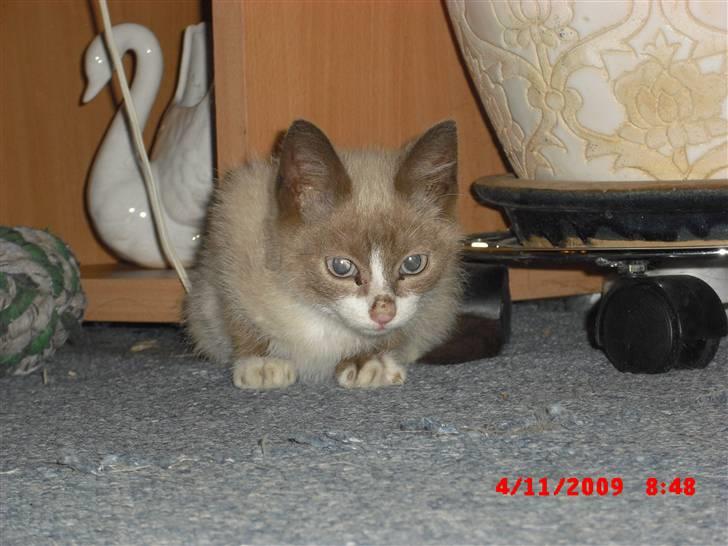 Blanding af racer Starshine R.I.P billede 11