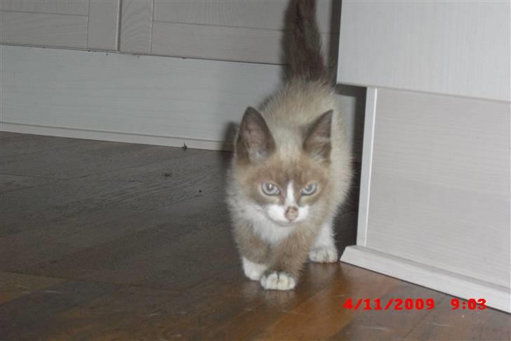 Blanding af racer Starshine R.I.P billede 12