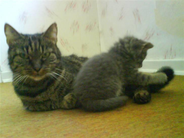 Blanding af racer Strit R.I.P billede 1