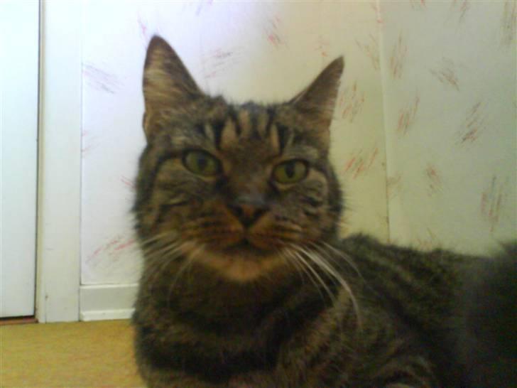 Blanding af racer Strit R.I.P billede 2