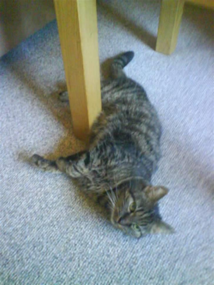 Blanding af racer Strit R.I.P billede 3