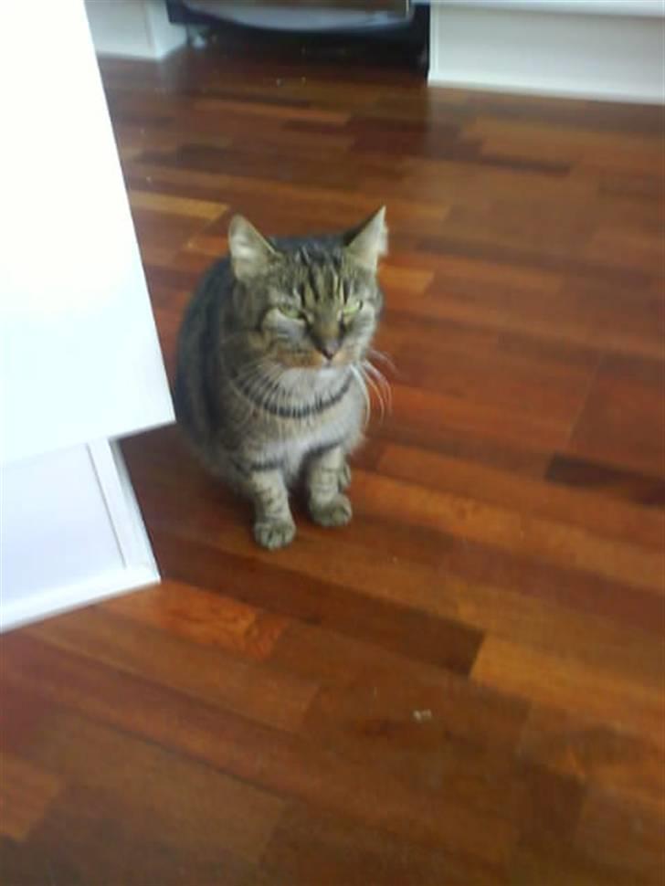 Blanding af racer Strit R.I.P billede 4