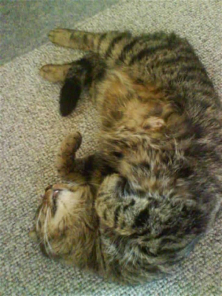 Blanding af racer Strit R.I.P billede 5