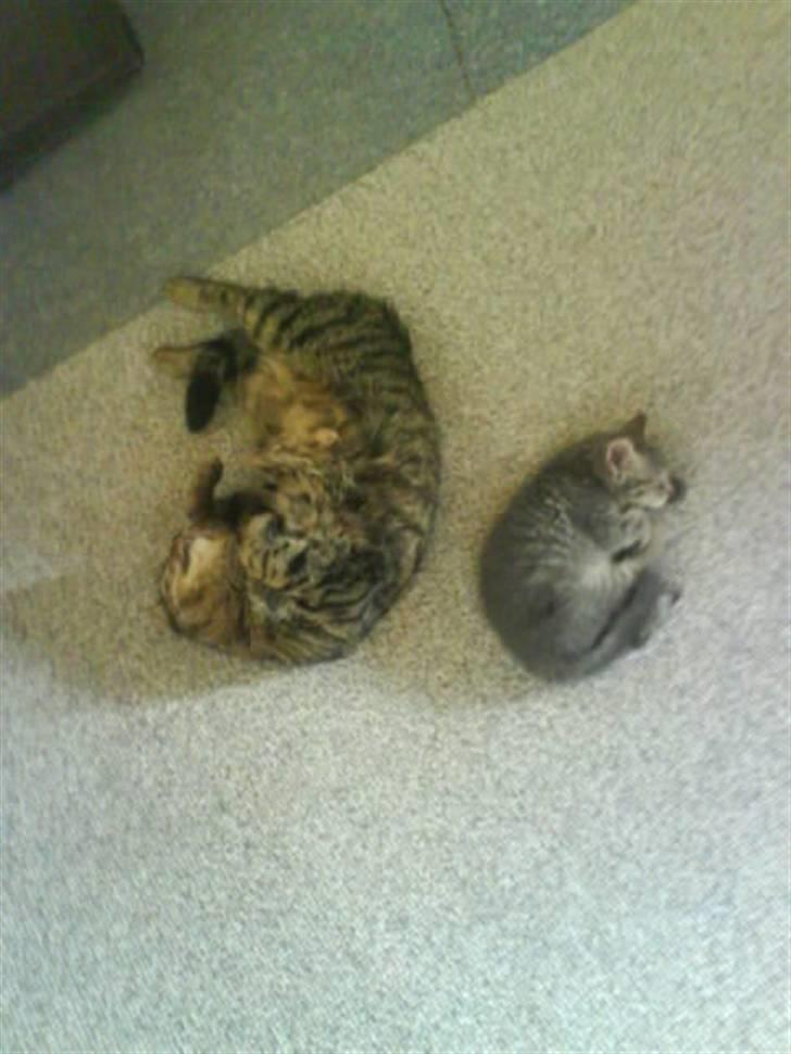 Blanding af racer Strit R.I.P billede 6