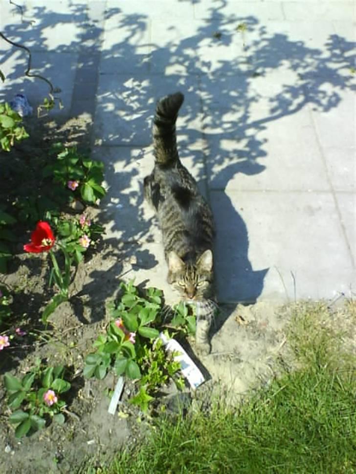 Blanding af racer Strit R.I.P billede 7