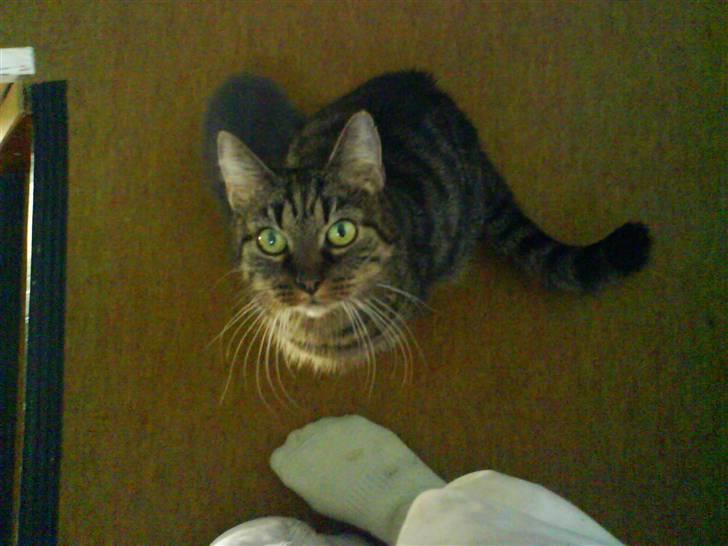 Blanding af racer Strit R.I.P billede 8