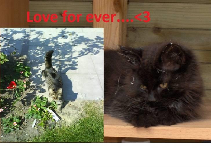 Blanding af racer Strit R.I.P billede 9