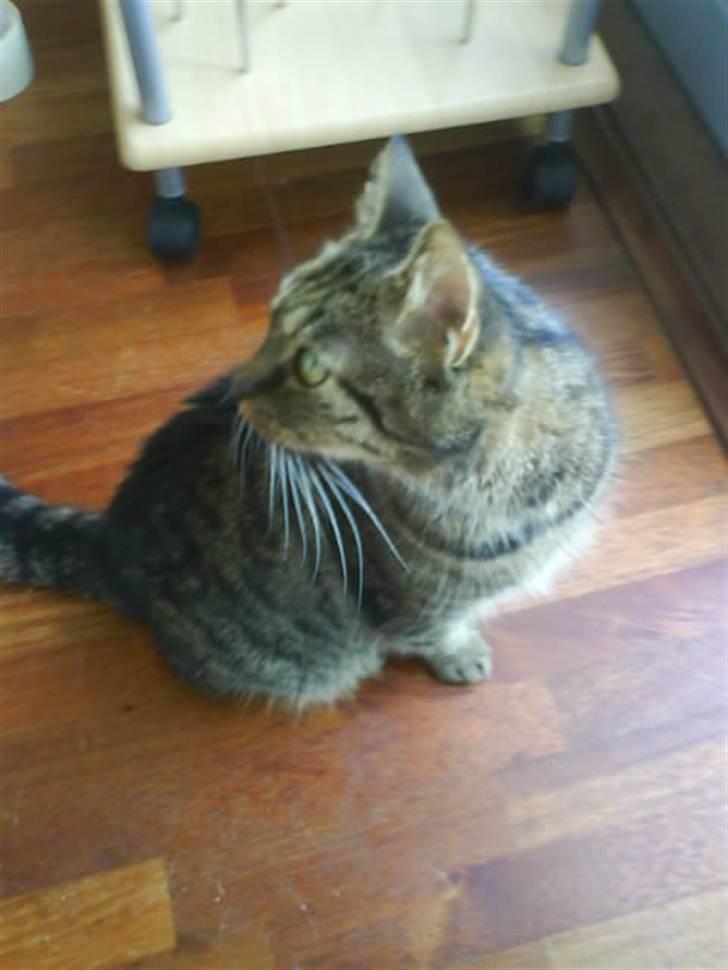 Blanding af racer Strit R.I.P billede 10