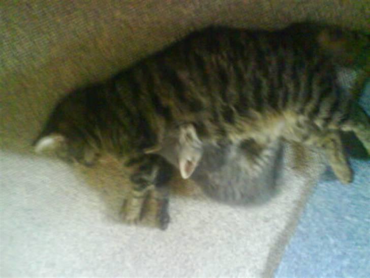 Blanding af racer Strit R.I.P billede 11