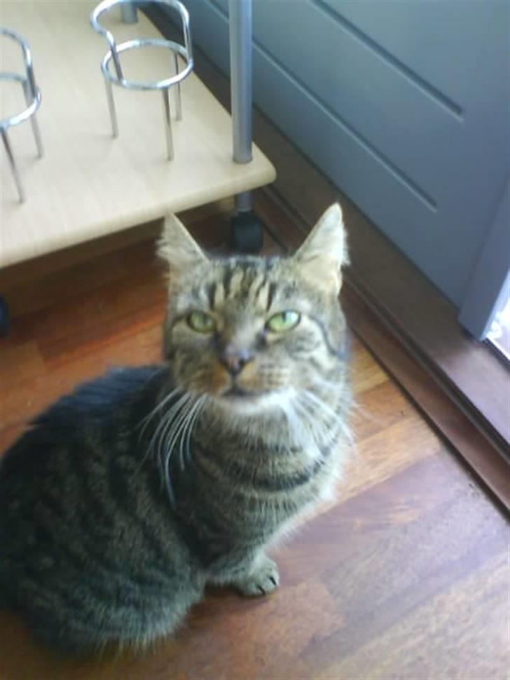 Blanding af racer Strit R.I.P billede 12