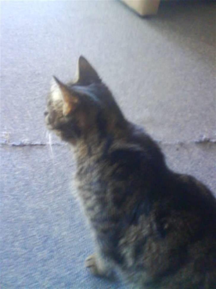 Blanding af racer Strit R.I.P billede 13