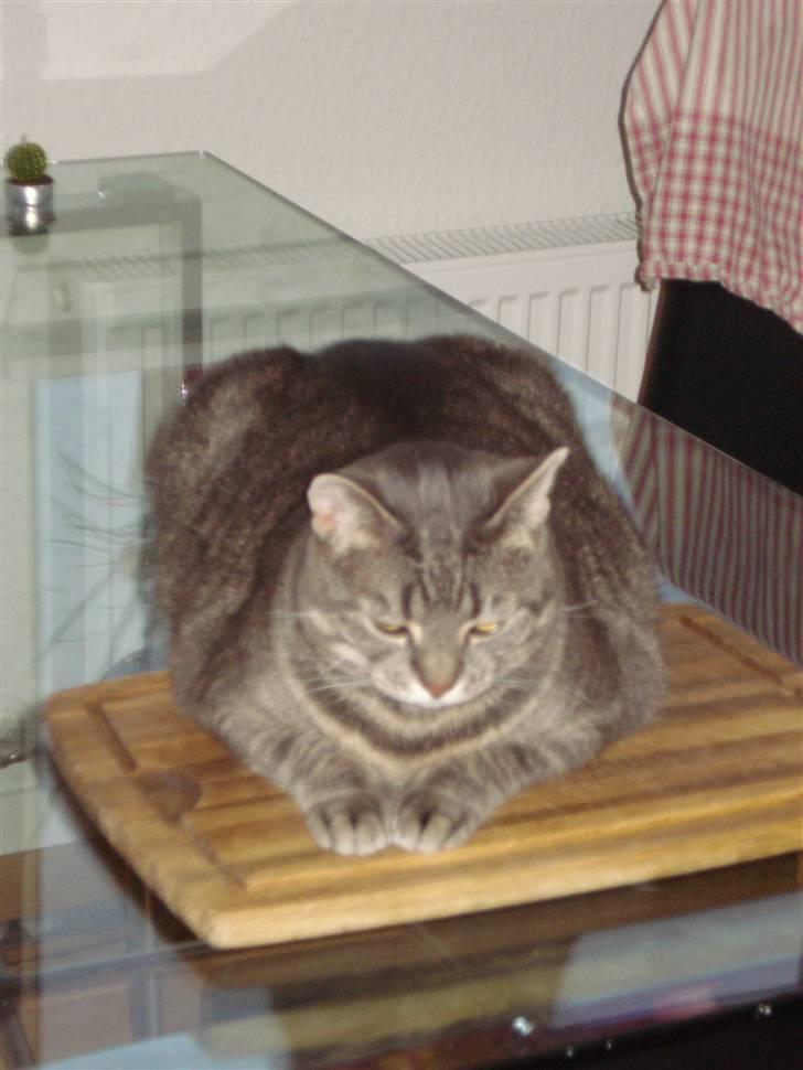 Huskat Hilda. R.I.P - Så er jeg klar til at blive spist mor..! billede 16