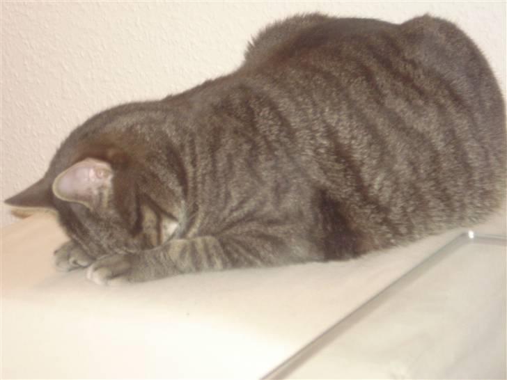 Huskat Hilda. R.I.P - Hihi, nu kan du ikek finde mig mor.. billede 17
