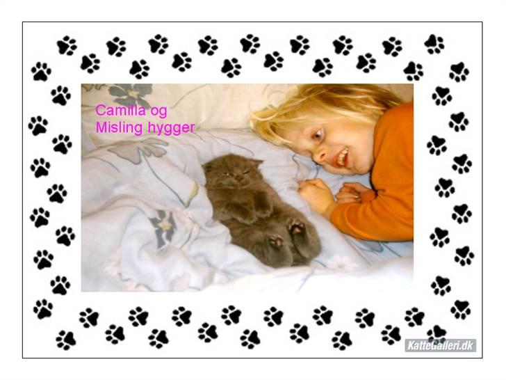 Huskat Misse billede 13