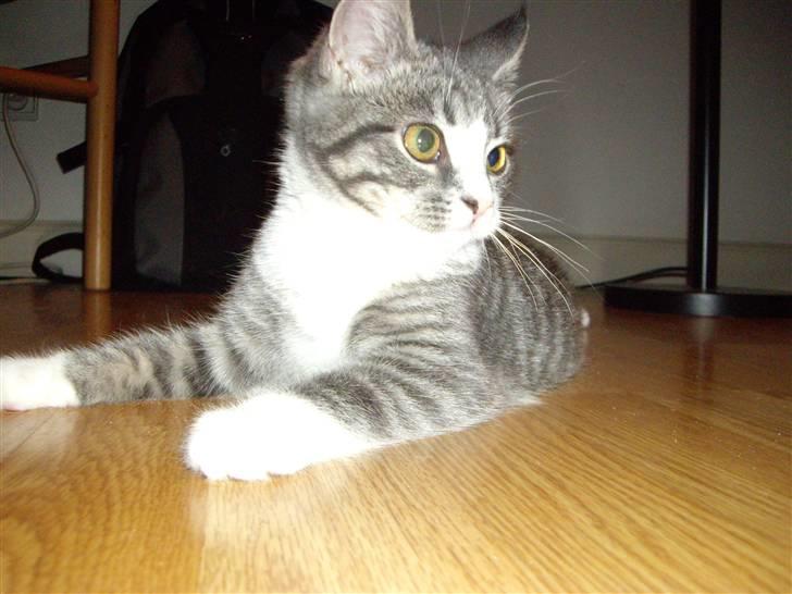 Huskat Monty billede 1