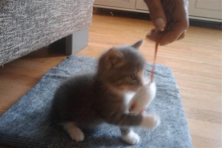 Huskat Monty billede 2