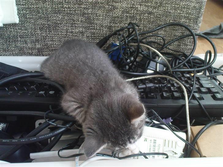 Huskat Monty billede 3