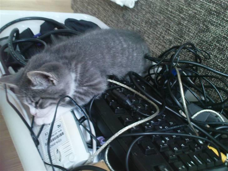 Huskat Monty billede 4