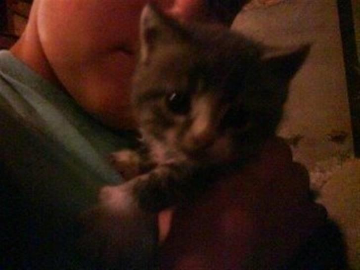 Huskat Monty billede 5