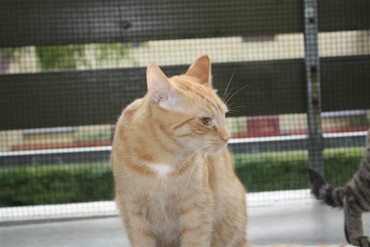 Huskat Rasmus født 17. okt. billede 10