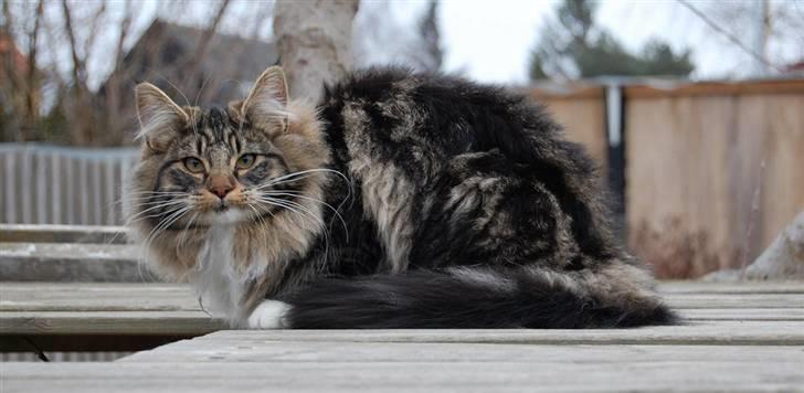 Norsk Skovkat Thomanis Ayla  billede 1