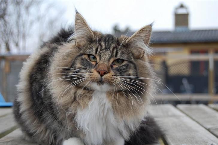 Norsk Skovkat Thomanis Ayla  billede 2