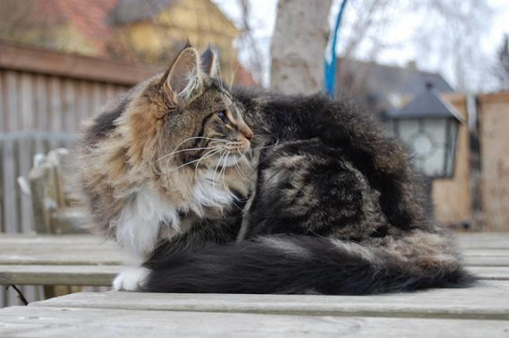 Norsk Skovkat Thomanis Ayla  billede 3