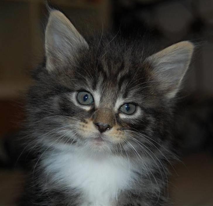 Norsk Skovkat Thomanis Ayla  billede 4