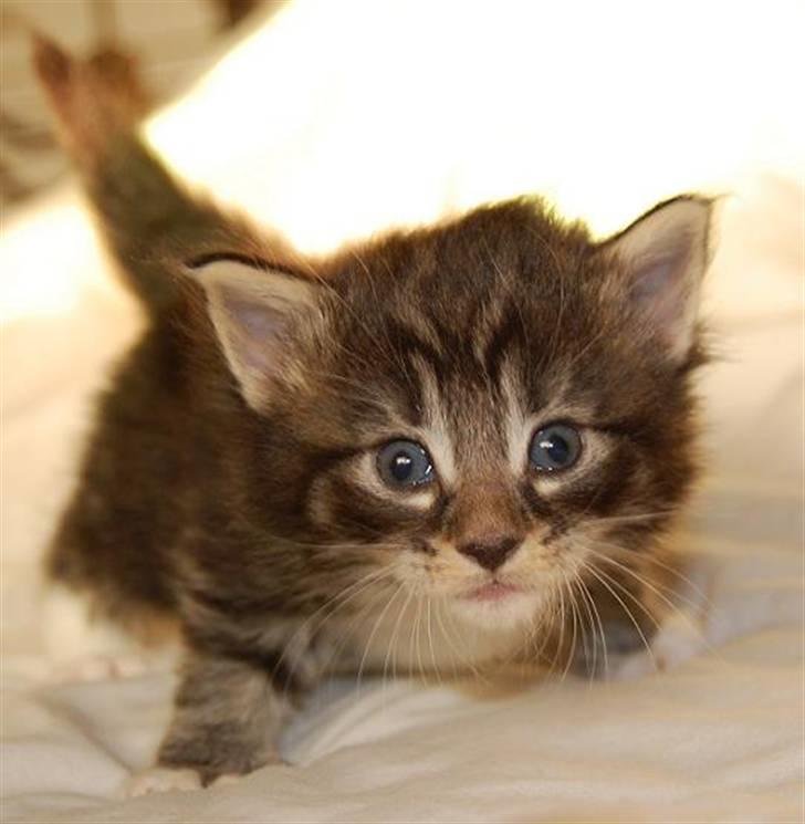 Norsk Skovkat Thomanis Ayla  billede 5