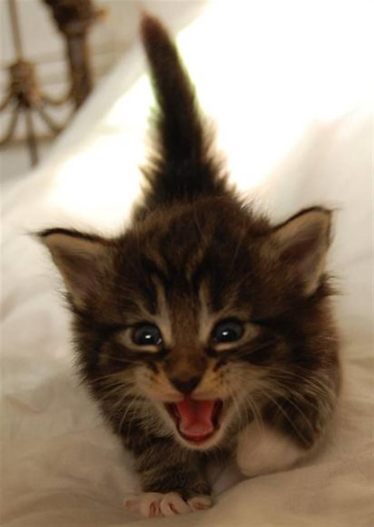 Norsk Skovkat Thomanis Ayla  billede 6