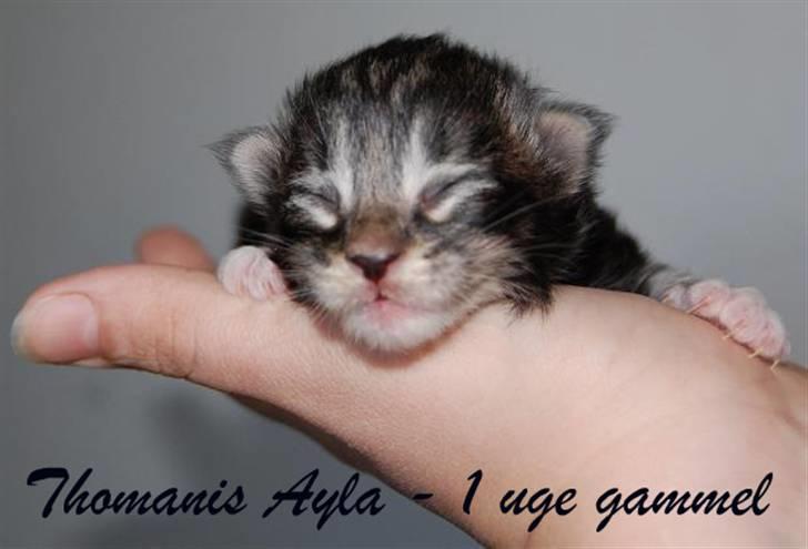 Norsk Skovkat Thomanis Ayla  billede 7