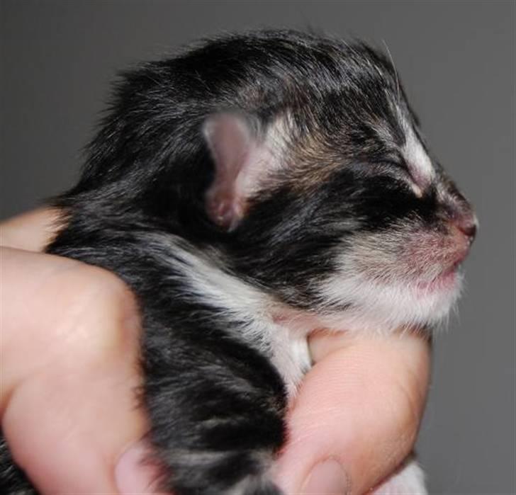 Norsk Skovkat Thomanis Ayla  billede 8