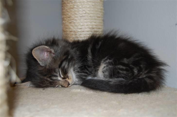 Norsk Skovkat Thomanis Ayla  billede 9