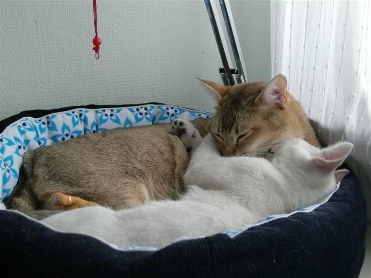 Burmilla Dominique og Duchess - Wilbur passer godt på Duchess.  billede 5