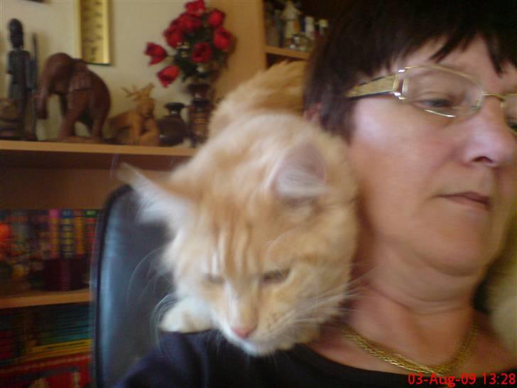 Maine Coon DK Skovlycoon Beach Boy billede 1