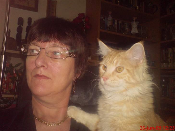 Maine Coon DK Skovlycoon Beach Boy billede 2