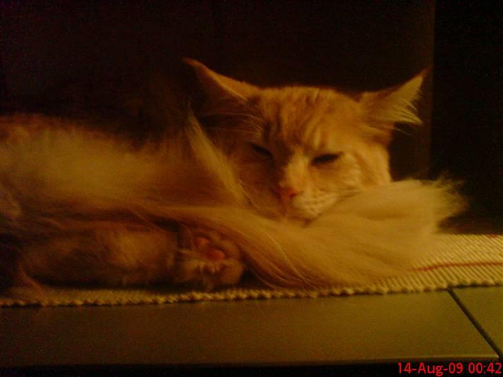 Maine Coon DK Skovlycoon Beach Boy billede 3