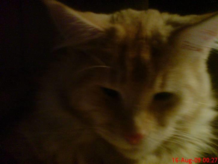 Maine Coon DK Skovlycoon Beach Boy billede 4