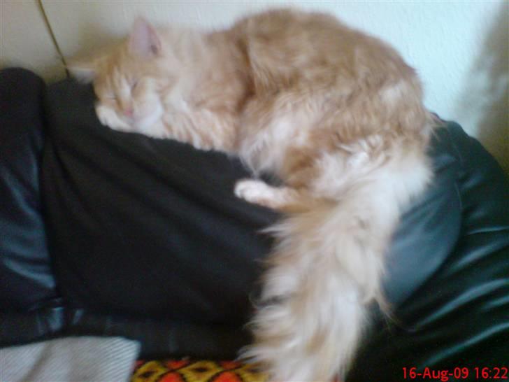 Maine Coon DK Skovlycoon Beach Boy billede 5