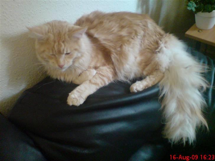 Maine Coon DK Skovlycoon Beach Boy billede 6